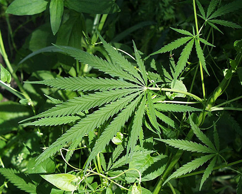 kannabisz