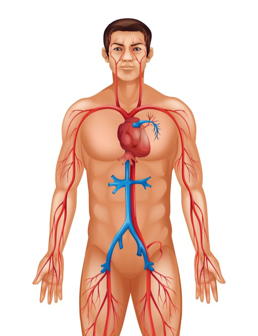 sistema cardiovascolare
