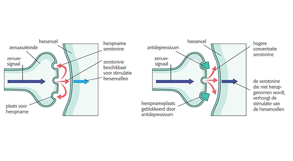 serotonineheropnameremmers